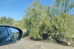 IMG_20230416_110650-.Medium