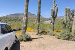 IMG_20230416_124517-.Medium