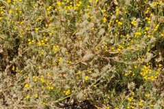 IMG_20230416_124700-.Medium