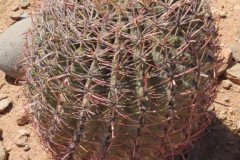 IMG_20230416_124758-.Medium