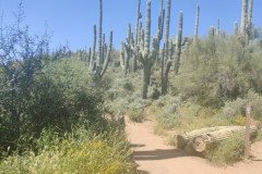 IMG_20230416_130310-.Medium