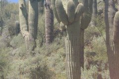 IMG_20230416_130324-.Medium