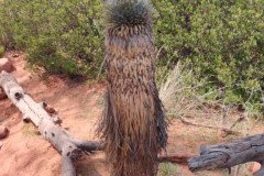 IMG_20230418_151529-.Medium