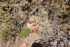 IMG_20230419_124908-.Medium