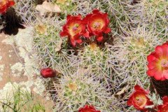 IMG_20230419_124917-.Medium