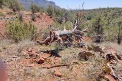 IMG_20230420_120543-.Medium