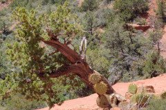 IMG_20230420_124231-.Medium