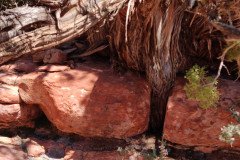 IMG_20230420_134033-.Medium