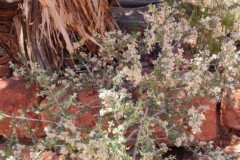 IMG_20230420_134047-.Medium