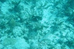DSC00089-.Medium