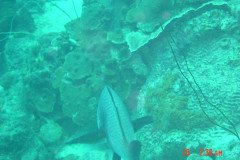 DSC00016-.Medium