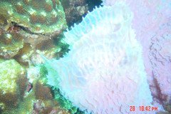 DSC00046-.Medium
