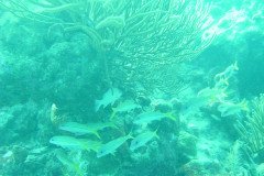 DSC00330-.Medium