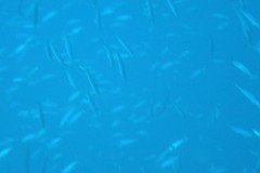 DSC00333-.Medium