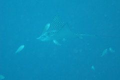 DSC00878-.Medium
