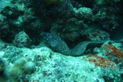 IMG_1884-.Medium