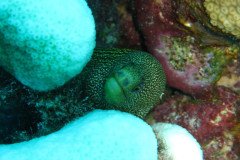 IMG_1909-.Medium