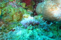 IMG_1924-.Medium