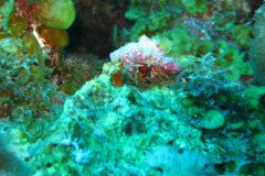 IMG_1926-.Medium