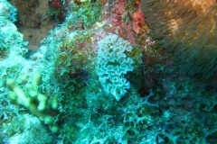 IMG_1934-.Medium