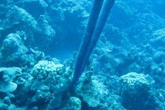 IMG_0897-.Medium
