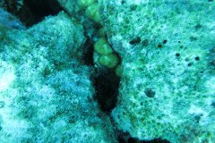 IMG_0909-.Medium
