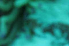 IMG_0933-.Medium