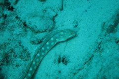 IMG_0937-.Medium