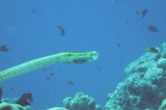 IMG_0939_rf_sm-.Medium