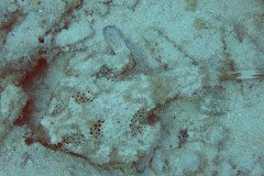 IMG_0943_rf_sm-.Medium