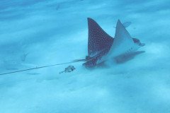 IMG_0971_rf_sm-.Medium