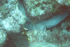 IMG_1029_rc_sm-.Medium