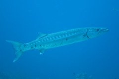 IMG_1040-.Medium