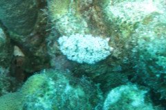 IMG_1069-.Medium