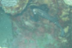 IMG_1078-.Medium