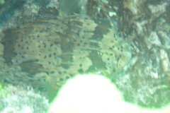 IMG_1084-.Medium