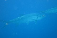 IMG_1085-.Medium
