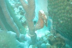 IMG_1087-.Medium