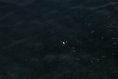 IMG_1985-.Medium