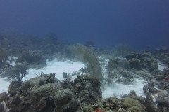 IMG_1998-.Medium