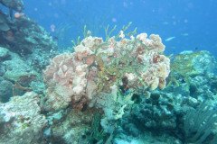 IMG_2071-.Medium
