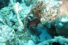 IMG_2074-.Medium