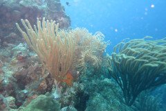 IMG_2078-.Medium