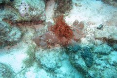 IMG_2079-.Medium