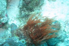 IMG_2080-.Medium