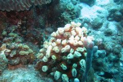 IMG_2084-.Medium