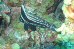 IMG_2095-.Medium