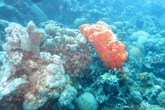 IMG_2102-.Medium