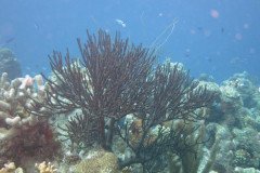 IMG_2104-.Medium