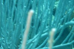 IMG_2109-.Medium